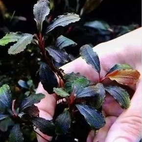 Bucephalandra Melawi Blue (stalk) aquatic plant for aquarium