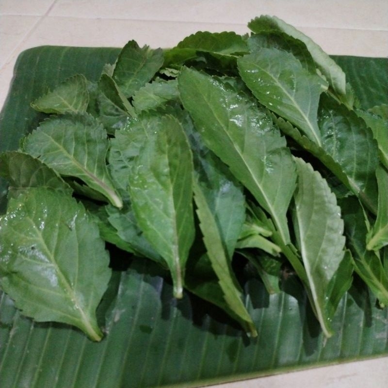 DAUN POKOK JOLOK CACING /EKOR ULAR/ PECUT KUDA | Shopee Malaysia