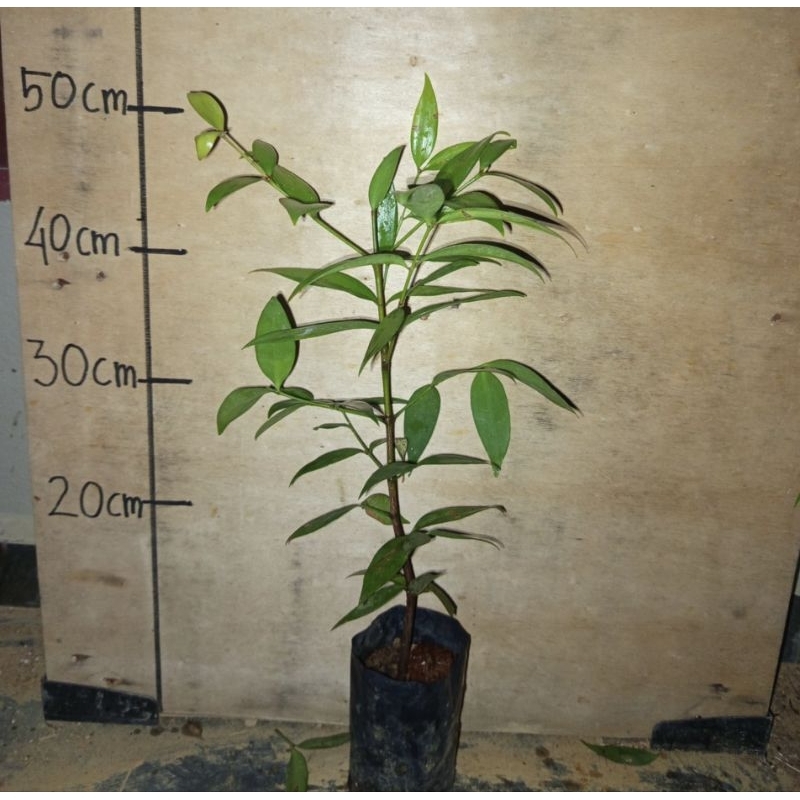 ANAK Pokok Raja Kayu Merah Rare - Agathis borneensis | Shopee Malaysia