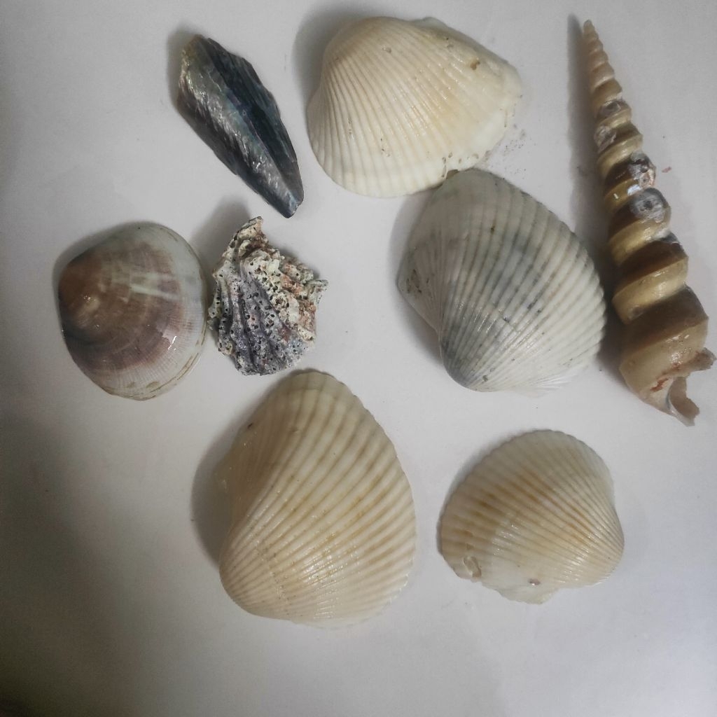 100gram cangkerang semula jadi / big size natural beach sea shell from ...