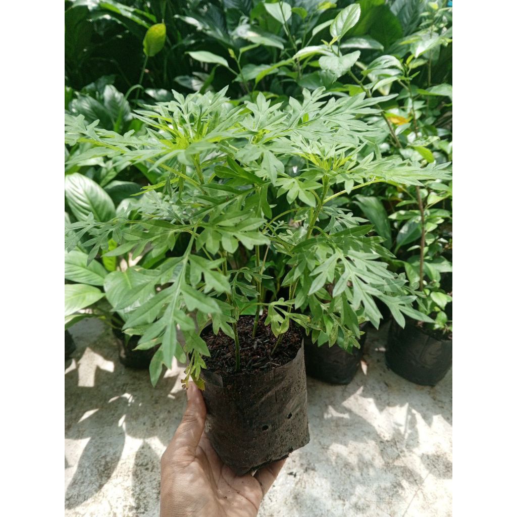 3 anak pokok ULAM RAJA dalam 1 polybag saiz kecil | Shopee Malaysia