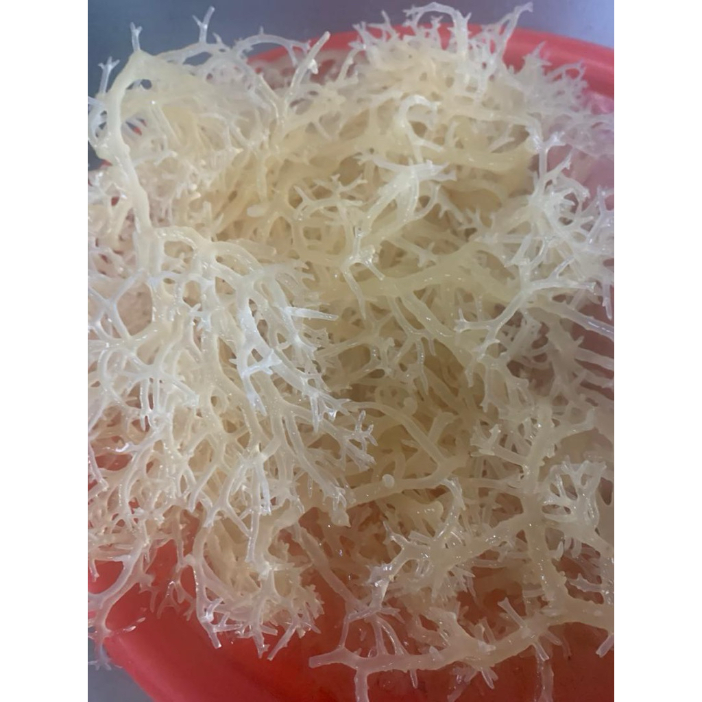 Seaweed Sea Birdnest Rumput Laut Kering Rumpai Laut Sabah 500g Natural ...