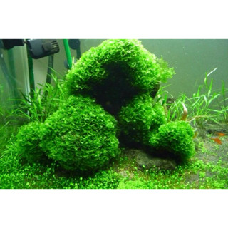 Pelia Moss Low Tech Aquascape Plant Aquarium Water Plants [Shrimp ...