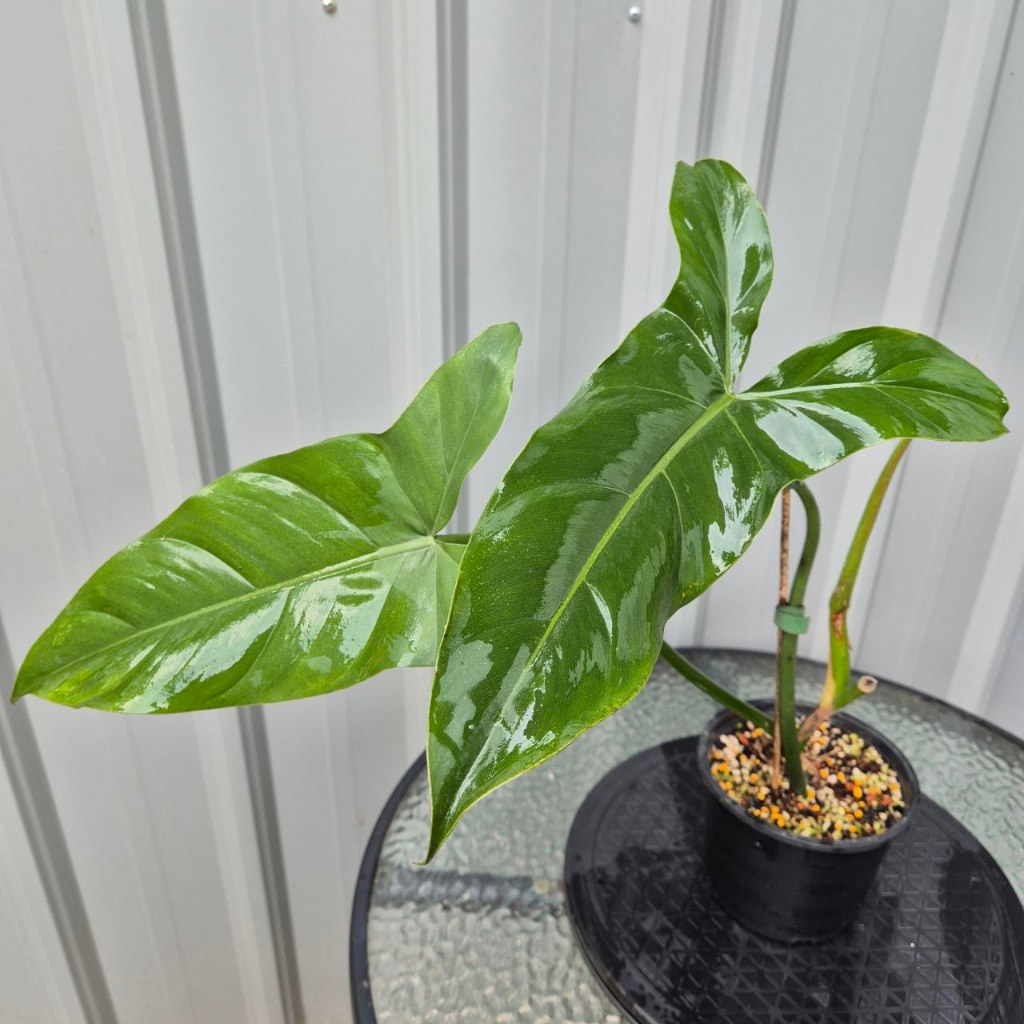 Philodendron sp Napo - Aroid Live Indoor Plant Pokok Tanaman Hiasan |  Shopee Malaysia
