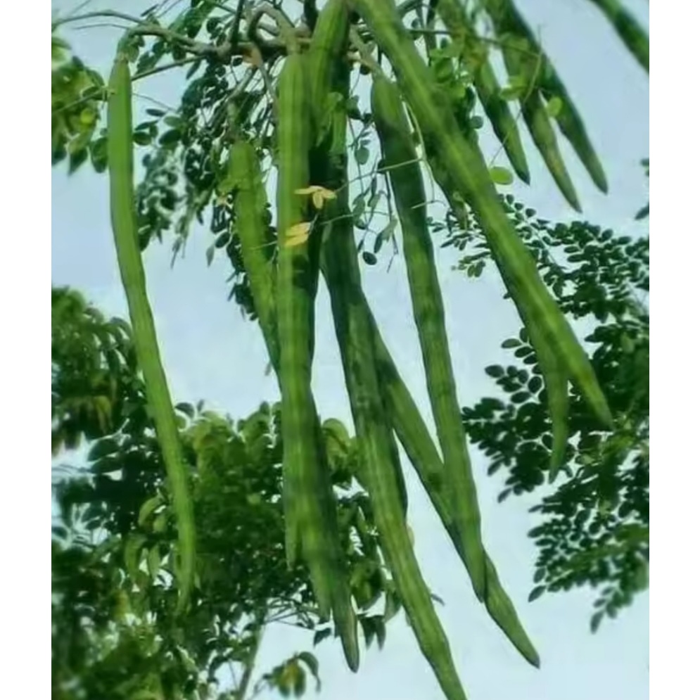 Pokok Ramunggai/Kelor/Moringa Saiz Besar | Shopee Malaysia