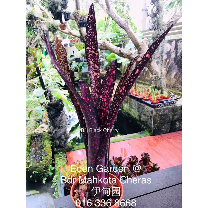 Billbergia 'Black Cherry'〔ビルベルギア〕B0253 Bill.Black Cherry【artPLANTs/PLANTS GARAGE】ビルベルギア