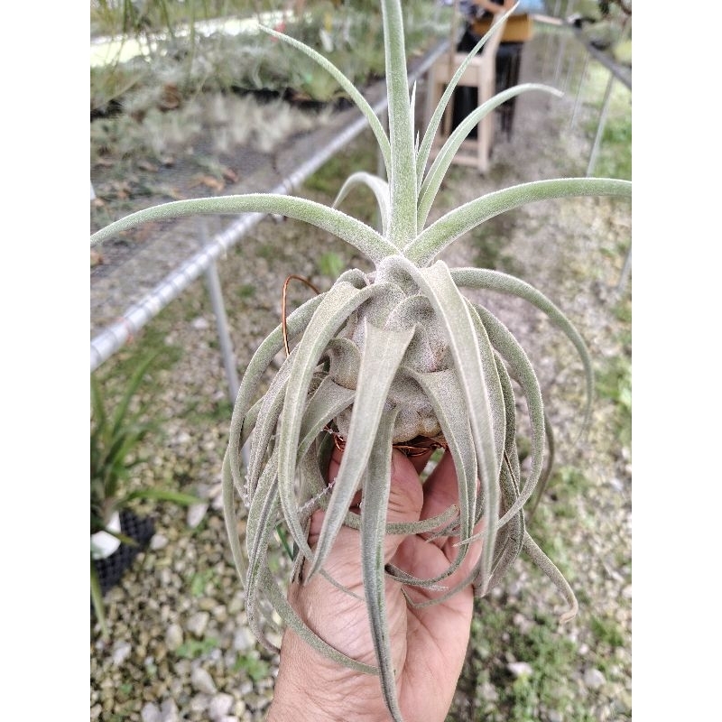 Artofairplantt Air Plant Tillandsia Lucille | Shopee Malaysia Artofairplantt Air Plant Tillandsia Lucille | Shopee Malaysia