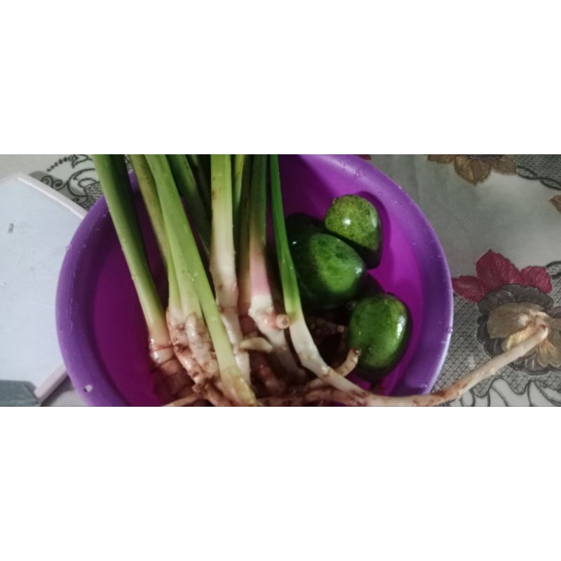 Batang pokok pijat @ Pokok kesing | Shopee Malaysia