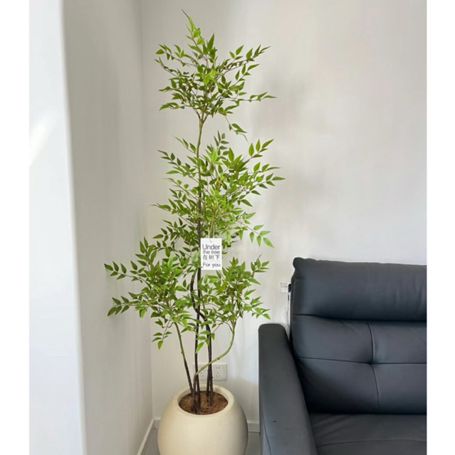 TKL - Big Size Nandina Domestica (Chinese Sacred Bamboo/Heavenly Bamboo ...