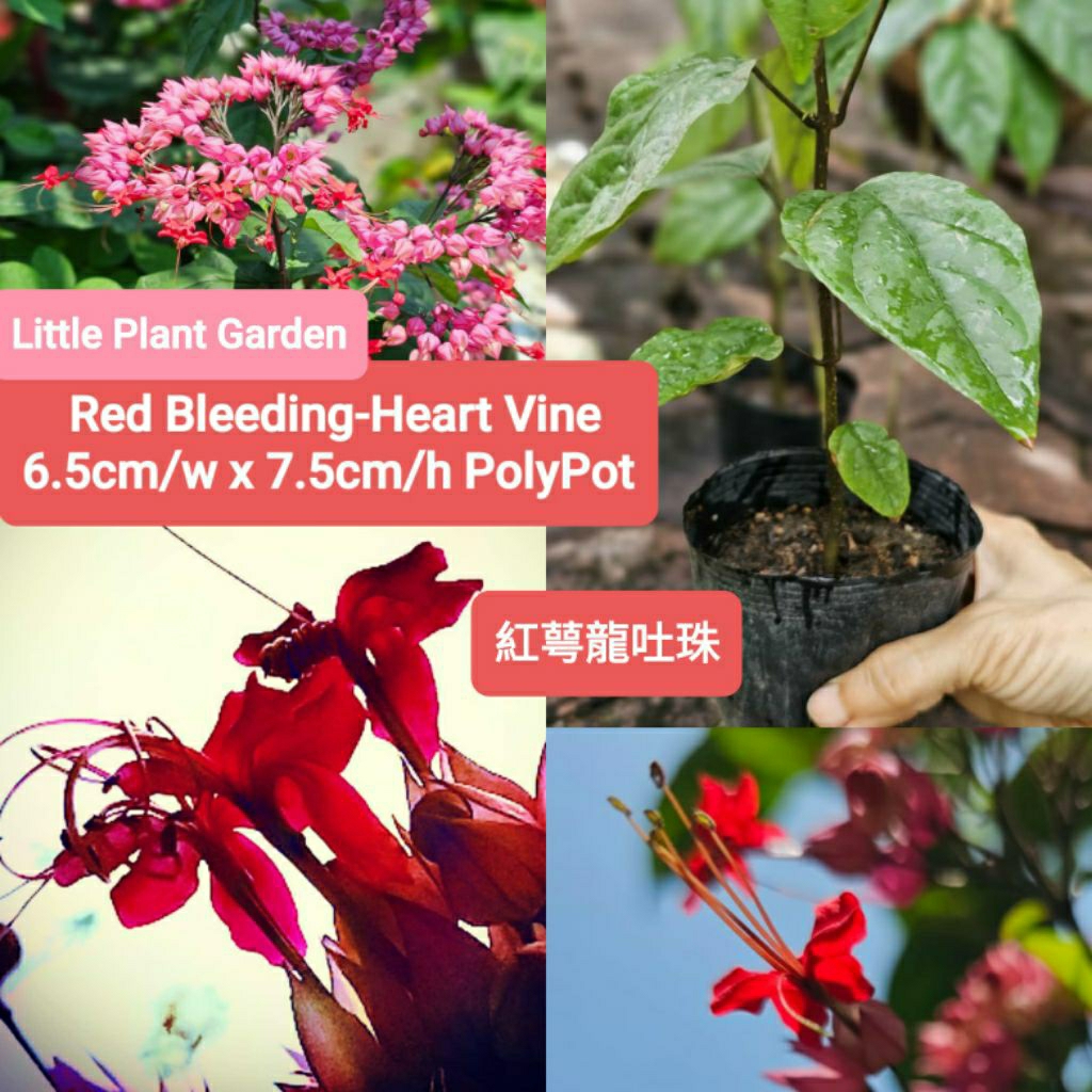 2Anak Pokok RED BLEEDING HEART VINE紅萼龍吐珠幼苗(6.5CM/w x 7.5cm/h PolyPot ...