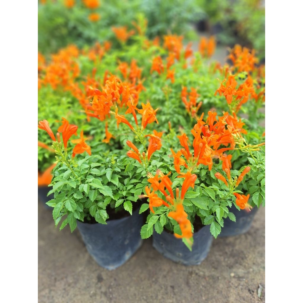 SNT / pokok tecomaria orange / pokok tahan panas / pokok hidup | Shopee ...