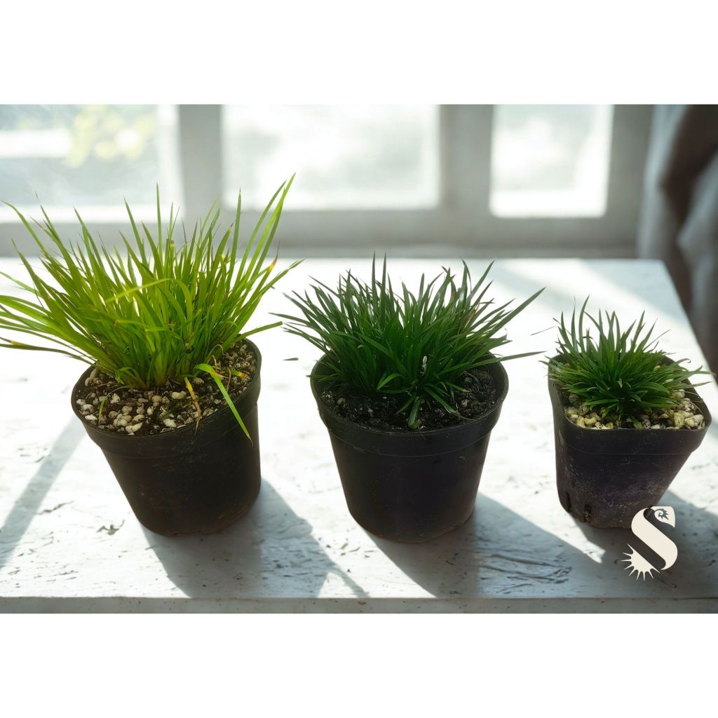 Acorus Gramineus Minimus Aureus, Live Plant, Terrarium, Paludarium ...