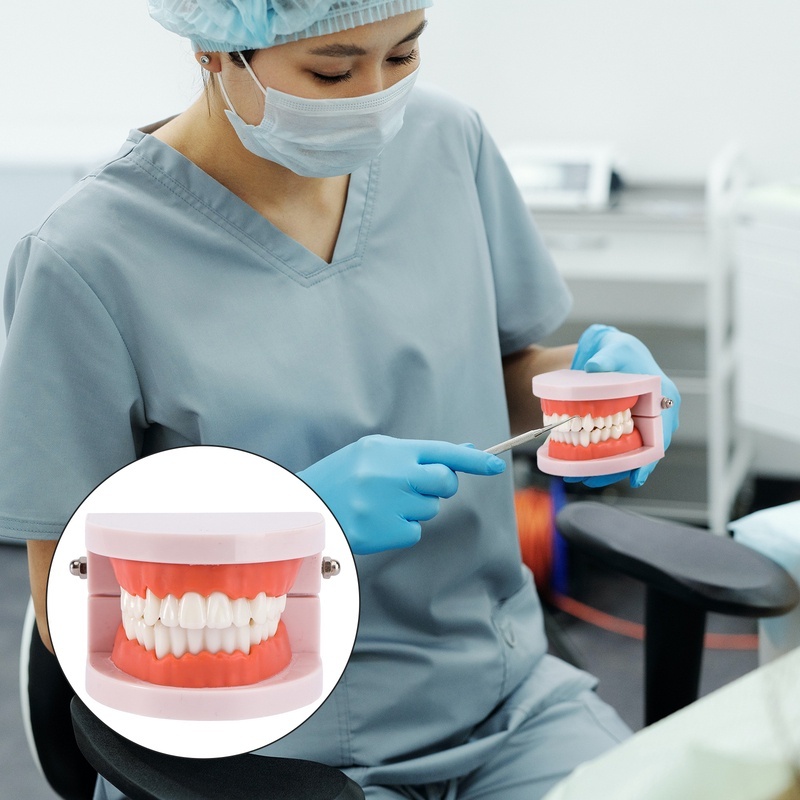 Dental Study Teaching Tooth Model for Student Dental Model Teeth ...