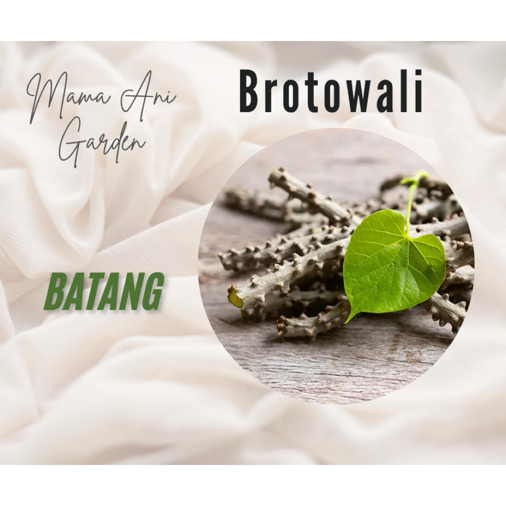 (6 Batang) Akar Seruntun Brotowali Organik Herba Tradisional | Shopee ...