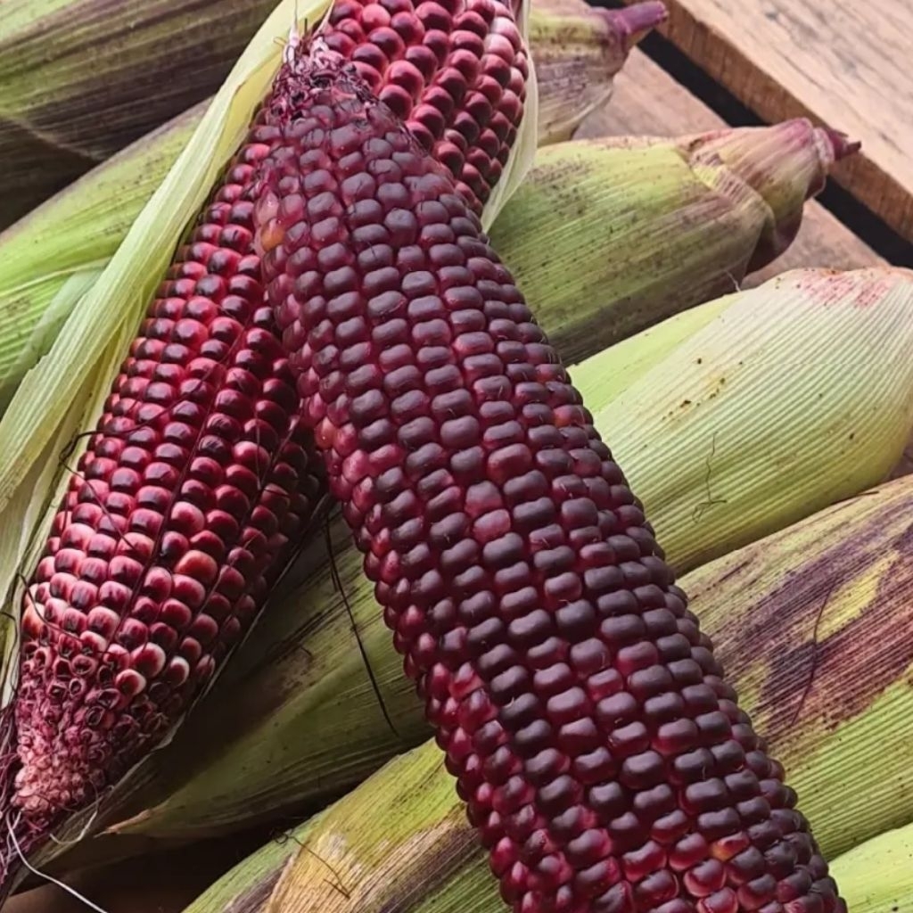 HSK [18pc/45pc] JAGUNG PULUT UNGU PURPLE F1 HIBRID WAXY CORN RAJA PULUT ...