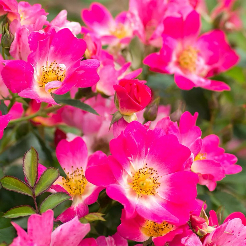 ROSE ID PINK DRIFT (grafted) | Shopee Malaysia