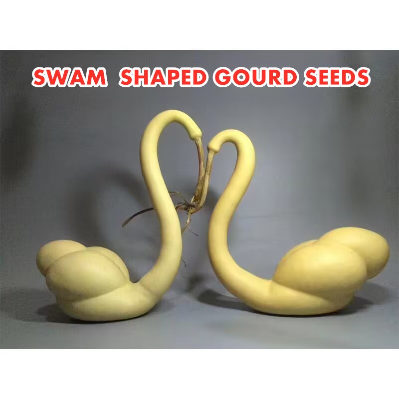 Biji benih labu bentuk angsa /Swan Gourd Seeds decorations cute unique ...