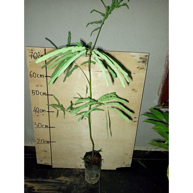 Tower Tree, Mexican Fern Tree, Yellow Jacaranda / Schizolobium ...