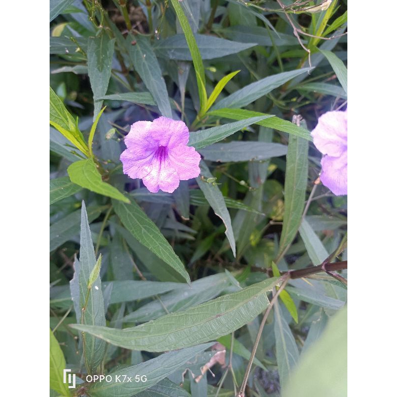 Keratan batang pokok Ruella Simplex | Shopee Malaysia