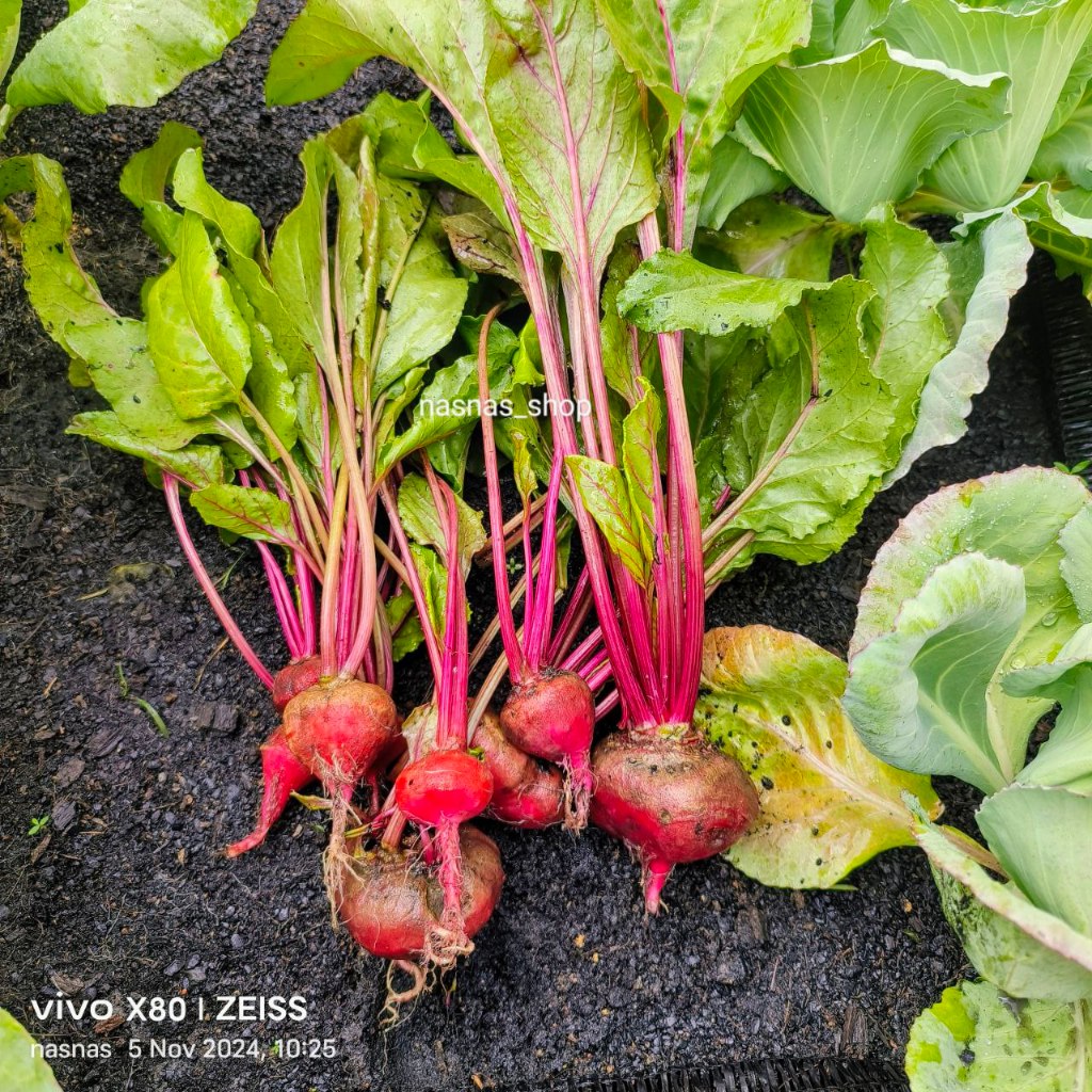 Biji Benih Ubi Bit 25pcs Beetroot Seeds Beet Root Sayur Sayuran ...