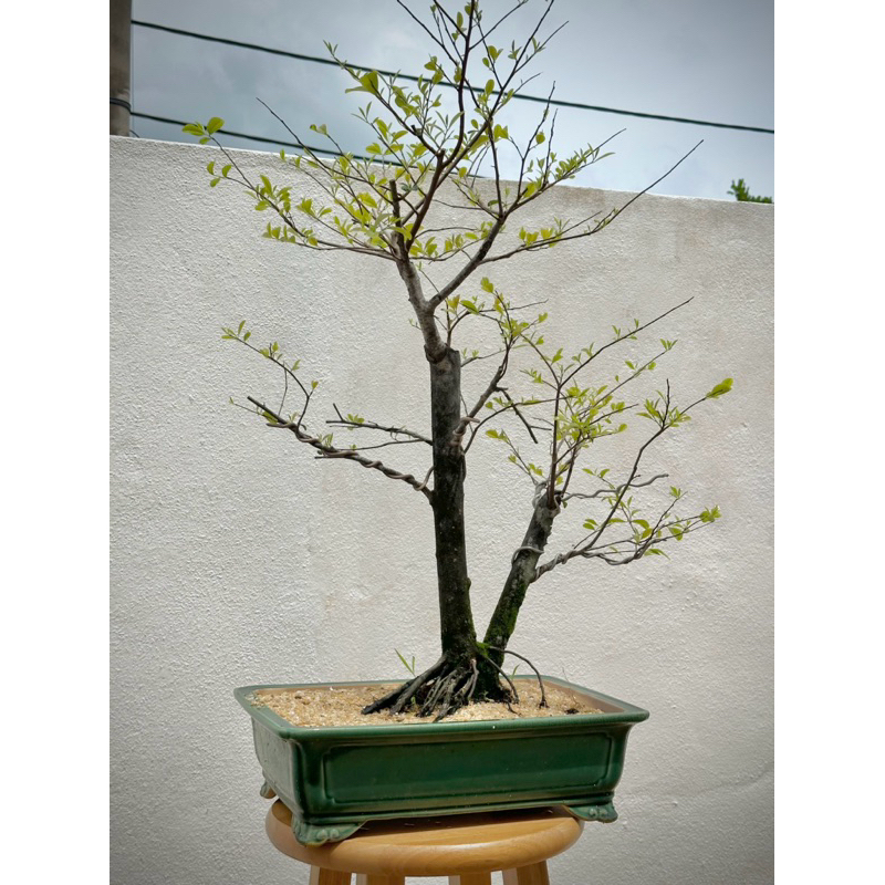 Maba Buxifolia bonsai 黑木 | Shopee Malaysia