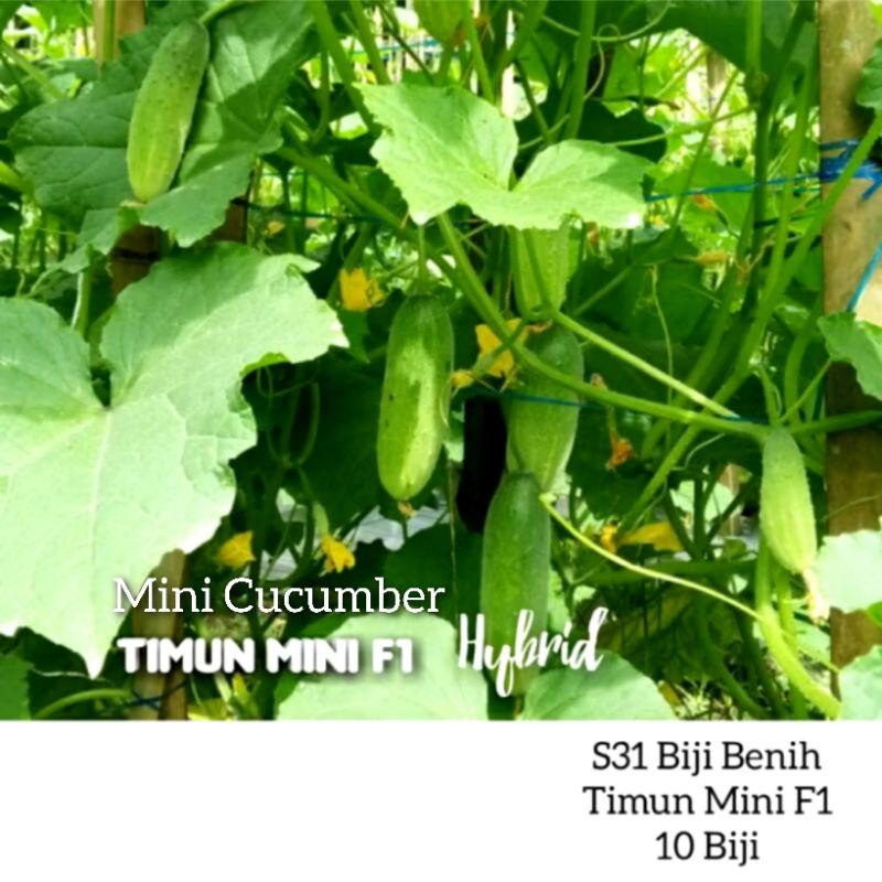 10Biji Benih Timun Mini Cucumber F1 Hybrid seeds | Shopee Malaysia