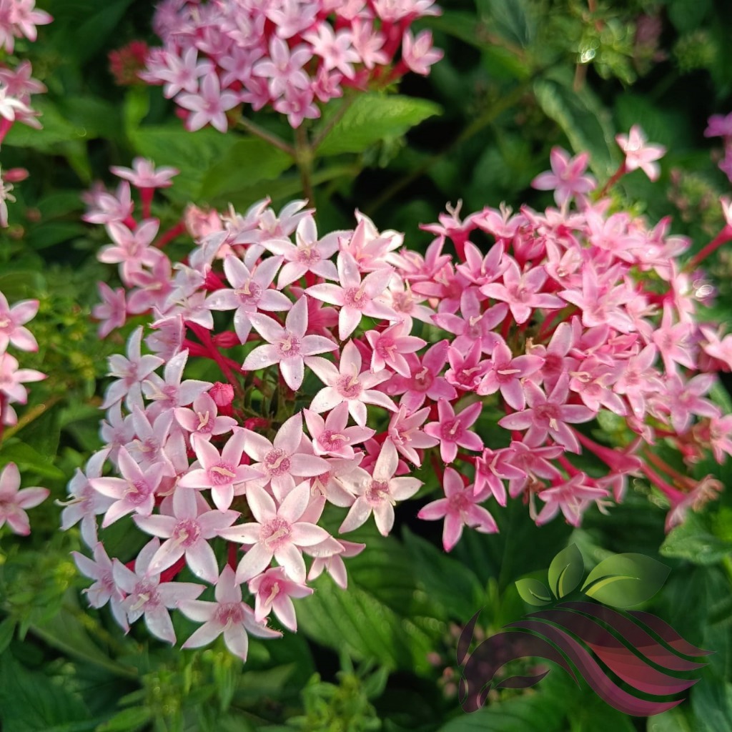 [Flower] Pentas Pokok Pentas Flower Random Color 繁星花 颜色随机 by LS Group ...