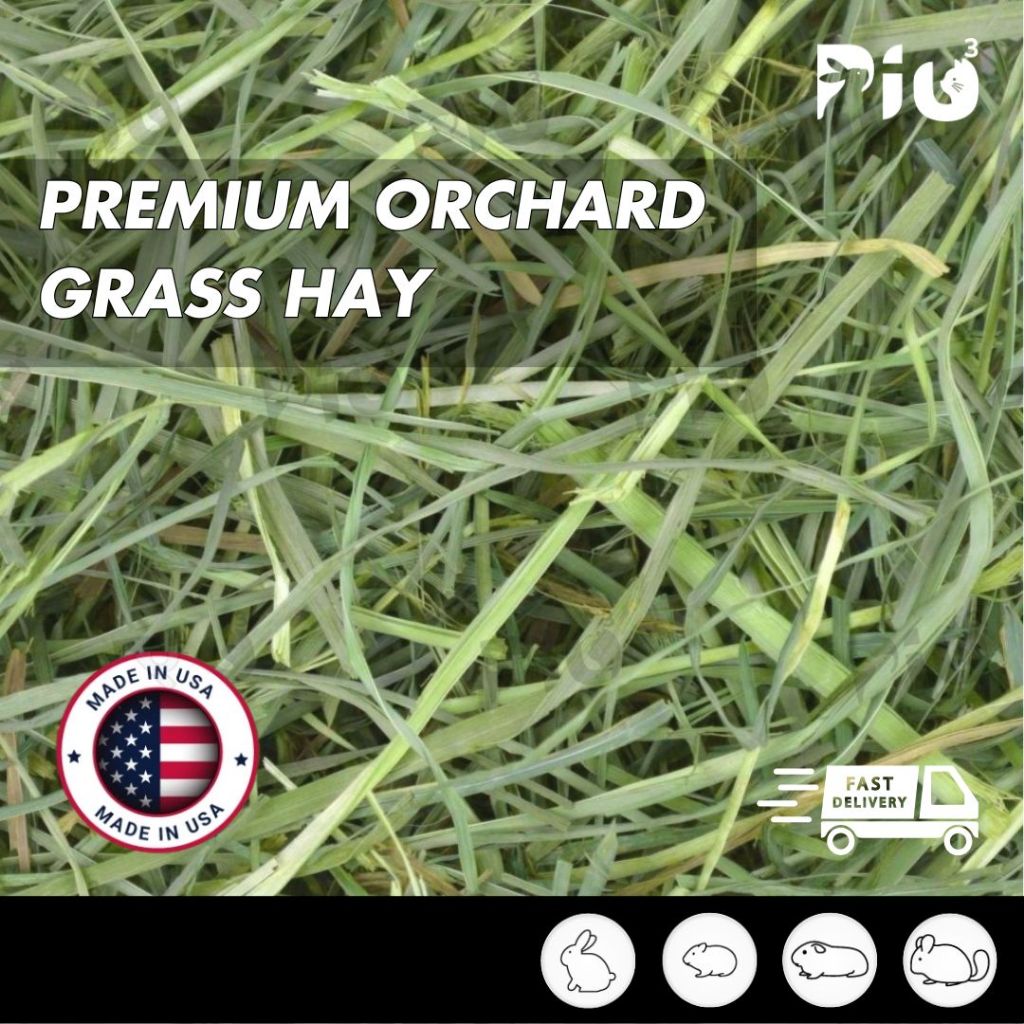 Grass Based Hay For Guinea Pigs Reference: 24Hr Ship Premium Orchard Grass Hay Imported Timothy Alfalfa Lucerne