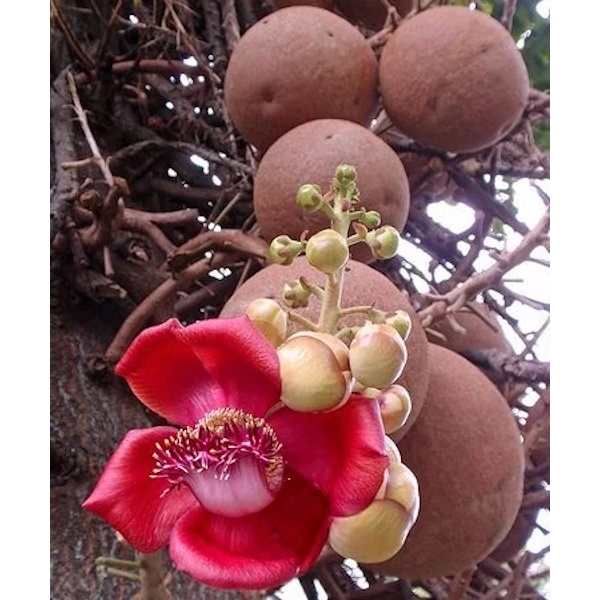 TIADA COD Anak Pokok Cannonball Tree | Shopee Malaysia
