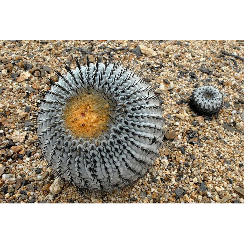 孤龙丸种子Copiapoa Columna-Alba Seeds | Shopee Malaysia