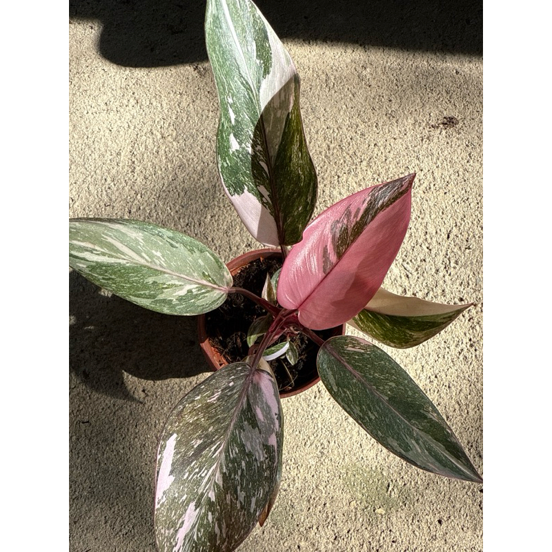Rare Plant Philodendron Marble Princess 粉公主蔓綠絨 | Shopee Malaysia