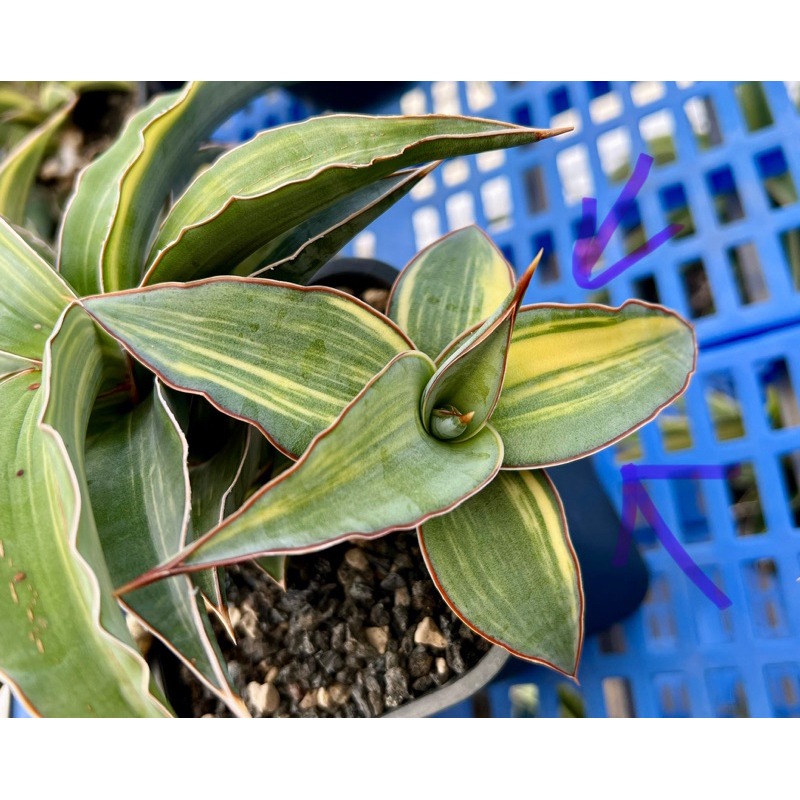 Sansevieria Kismayo Variegated (Rare)(Beautiful variegated) | Shopee  Malaysia