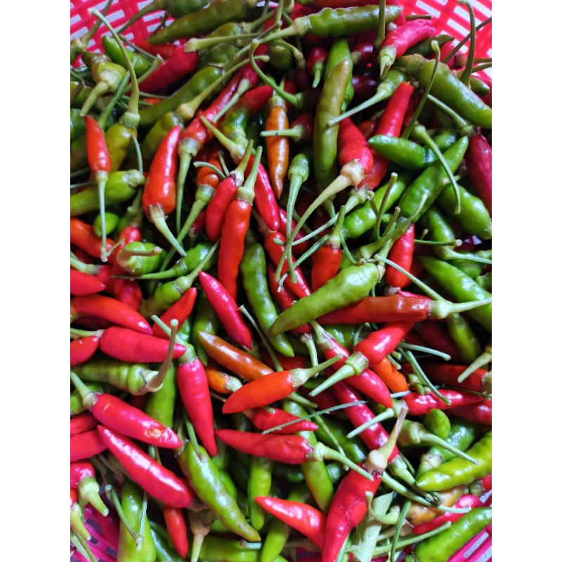 Cili bara fresh @ Lada burung kampung fresh | Shopee Malaysia