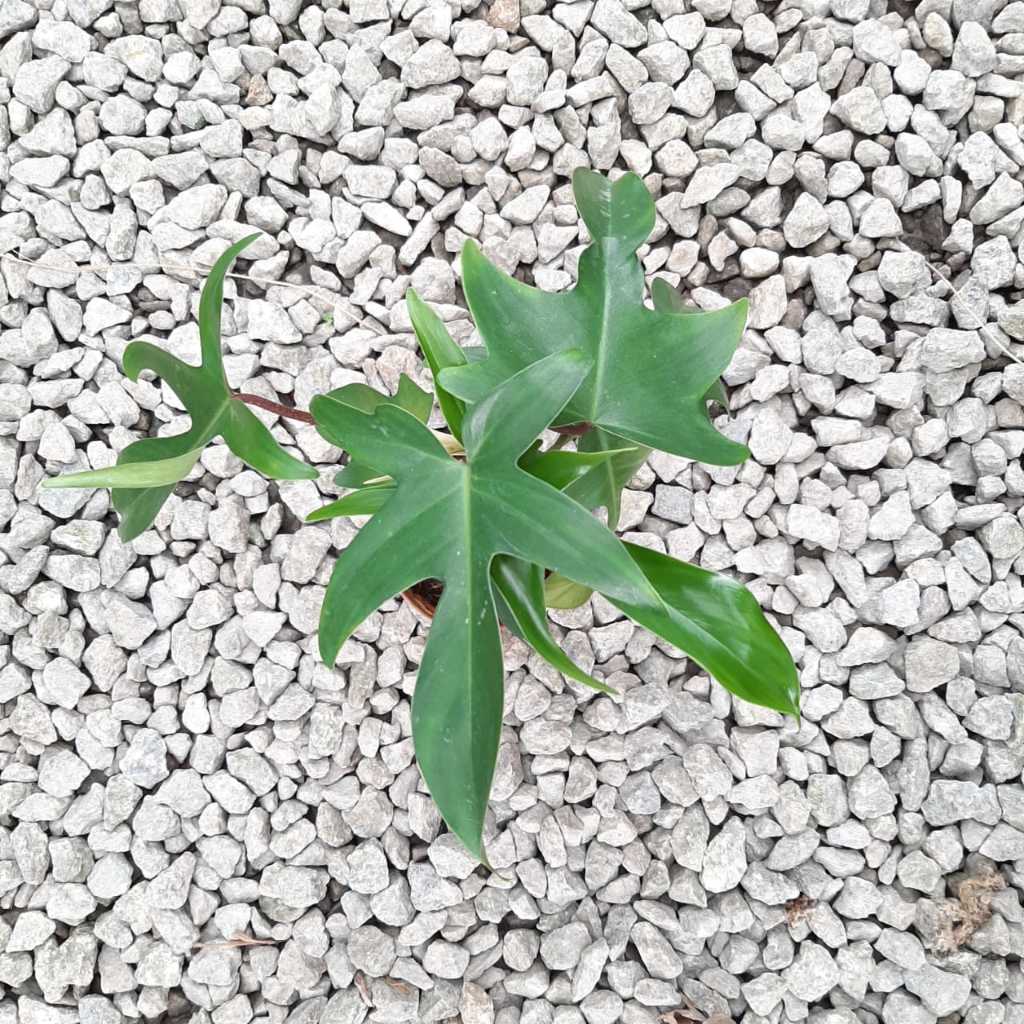 LUSHECO-Philodendron Rudolph/Mican/Scanden With Pot 90mm | Shopee Malaysia