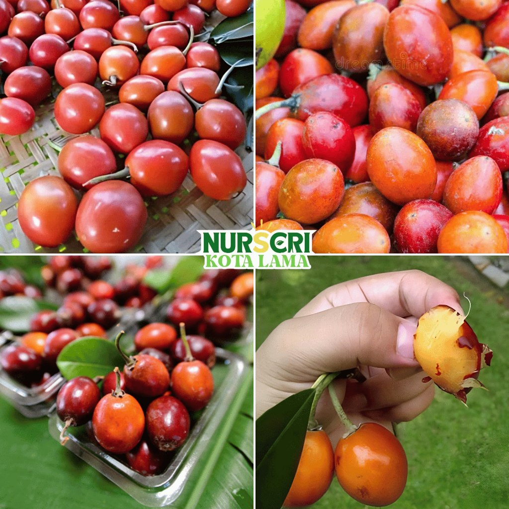 🔥RARE🔥 POKOK CIKU MERAH SIDA (THAI) / Thai Red Sapodilla / Butter Tree ...