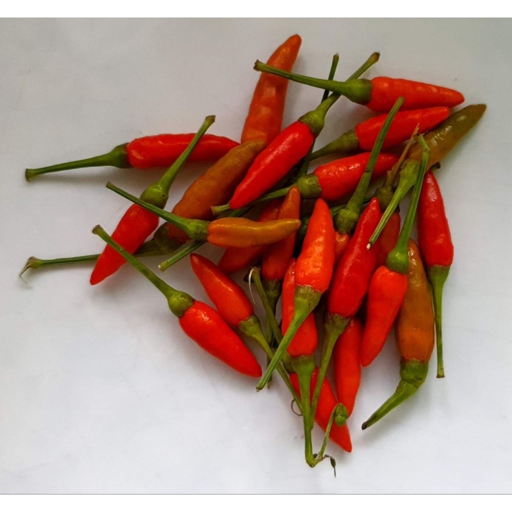 🌶 [Cili Padi Cabai Burung / Chilli]🌶 | Shopee Malaysia