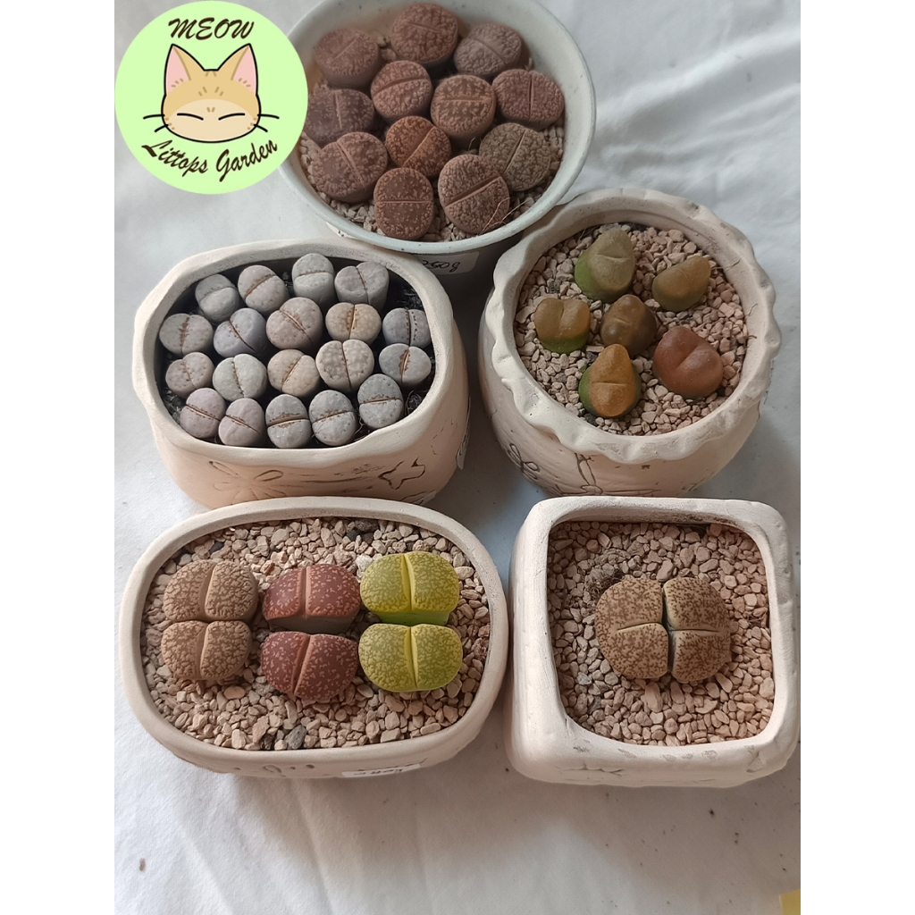 Ready stock Lithops/Lithops set with ceramic pot/福利彩套美美盆 | Shopee Malaysia