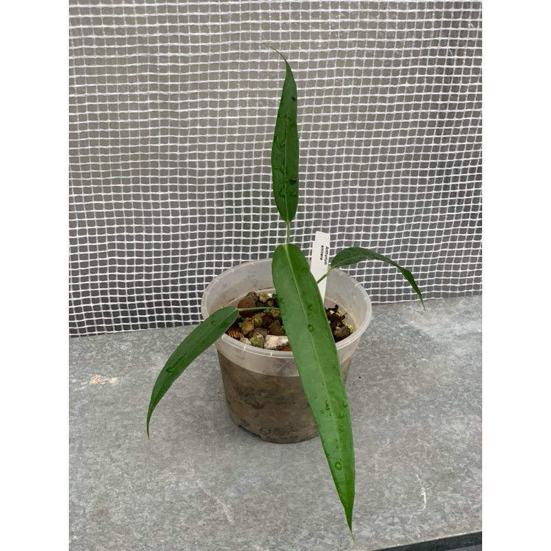 Anthurium Eminens RARE | Shopee Malaysia