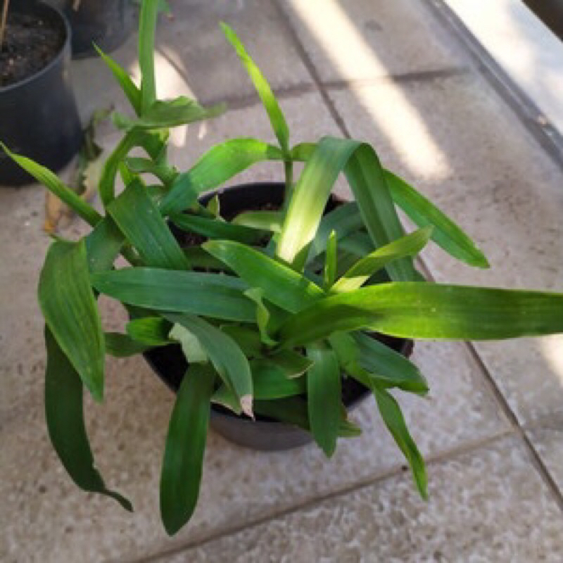 Rumput Siti Khadijah / rumput cina ( pokok herba untuk rawat penyakit ...
