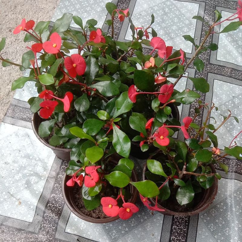 Pokok Bunga Astro/Euphorbia Milii/ Crown of Thorns | Shopee Malaysia