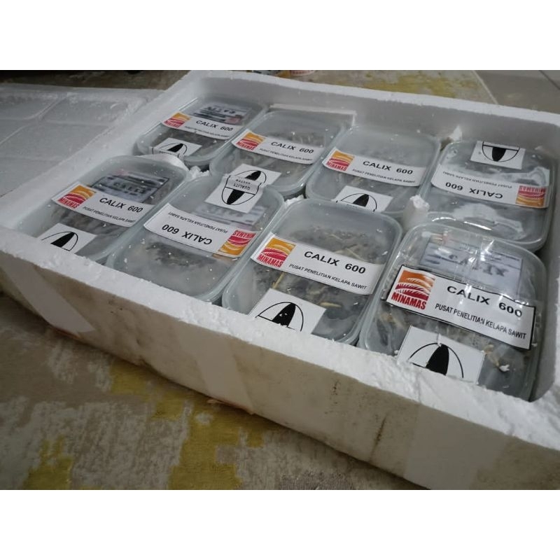 BENIH SAWIT CALIX 600 (50BIJI) | Shopee Malaysia
