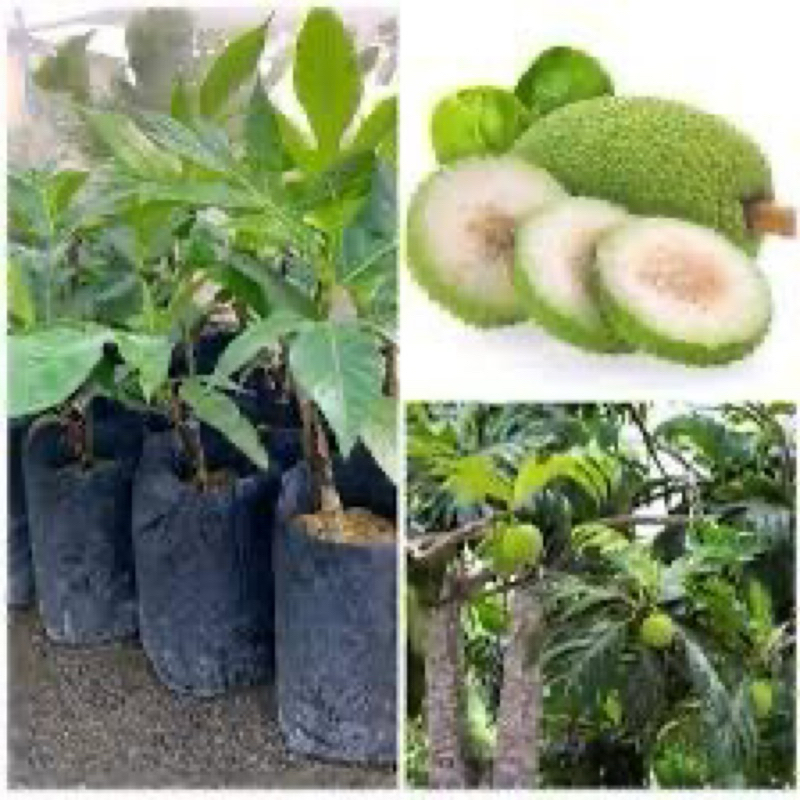 Pokok sukun cepat berbuah pokok rendah sampai petik dengan tangan ...