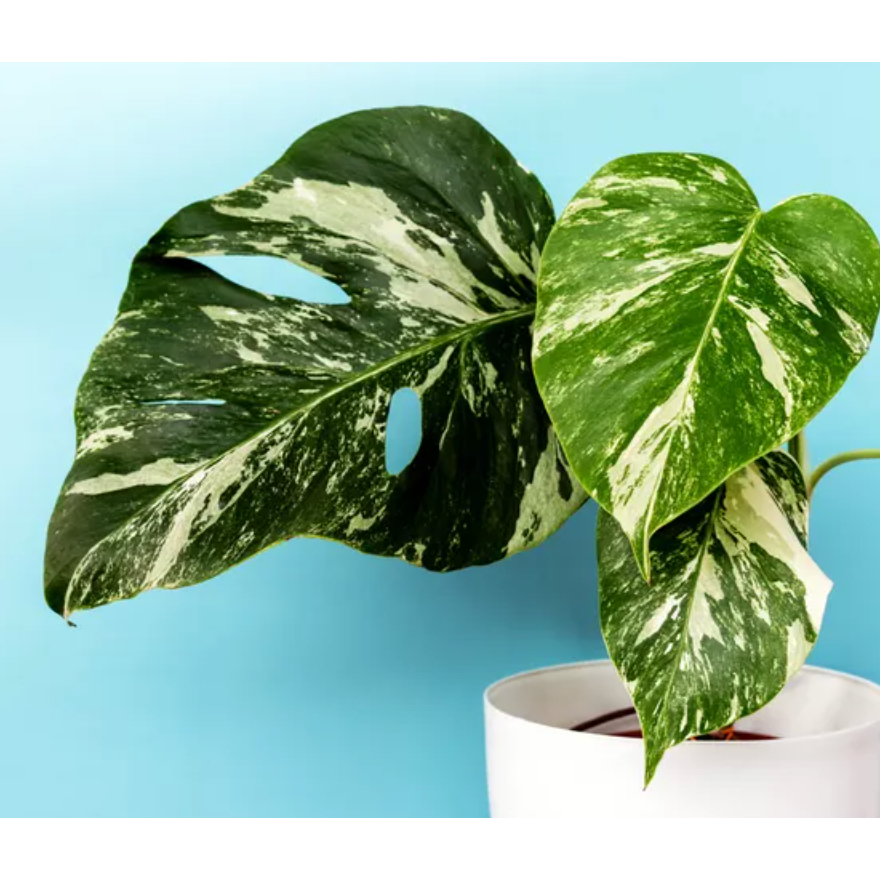 philodendron splendid Philodendron 'Splendid' – Foliage Factory