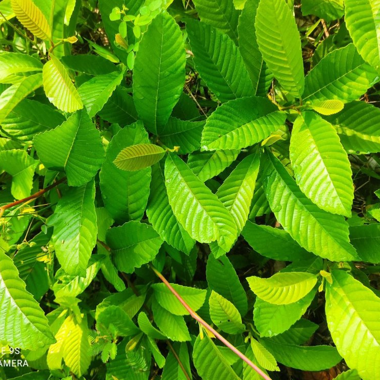 Pokok Mempelas (Tetracera Scandens) | Shopee Malaysia