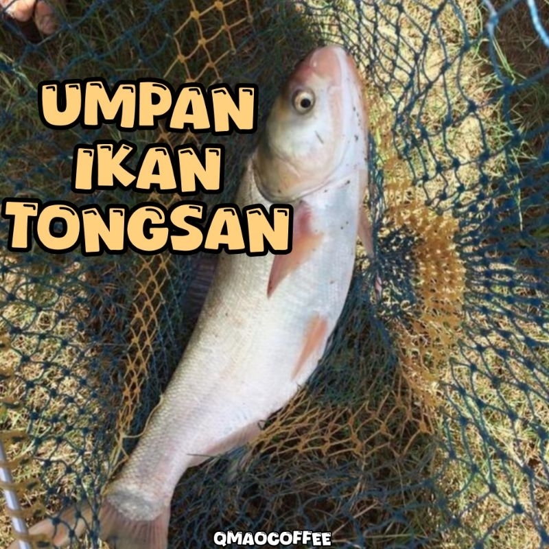 Umpan Ikan Tongsan Wangi Bau KAW Talapia lkan Tilapia Hitam Umpan ...
