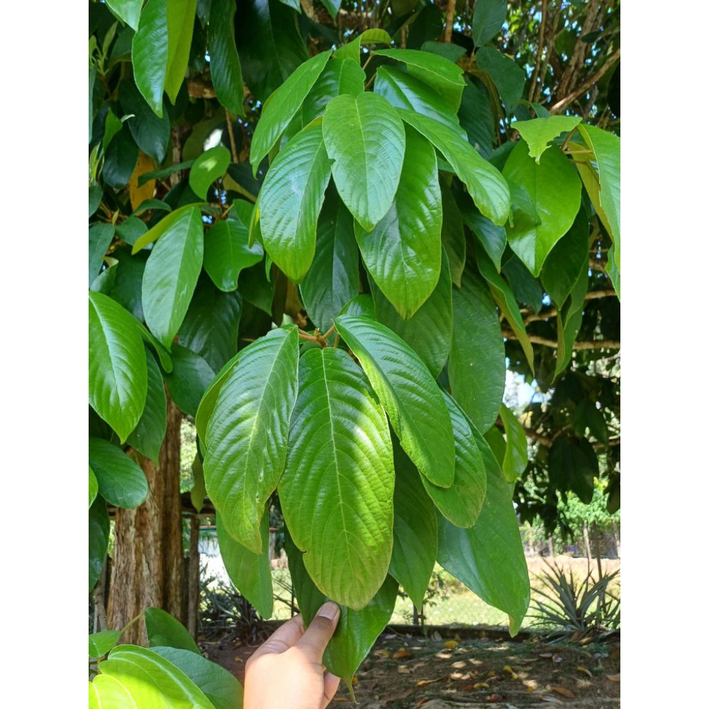 Daun Rambai Segar (25 Helai) | Daun Apam Johol | Shopee Malaysia