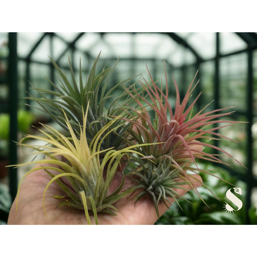 spanish moss air plant Tillandsia Usneoidus (Spanish Moss) airplant  Etairnity Design