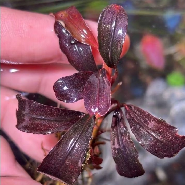 Bucephalandra sp Dracula (very rare) aquatic plant for aquarium