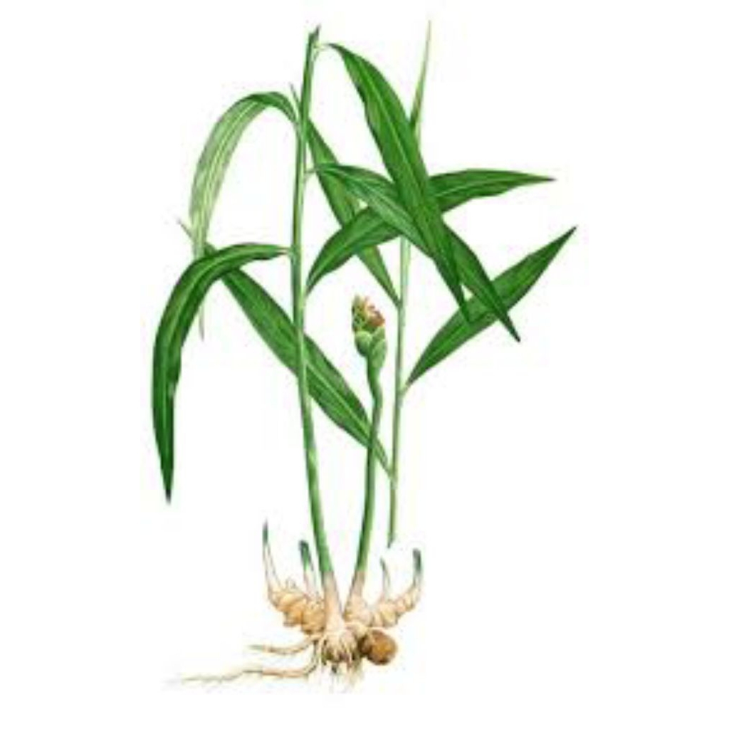 Halia(Anak Pokok Halia) | Shopee Malaysia