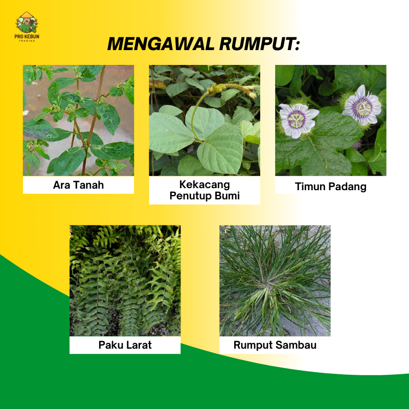 G Fos Herbicide Racun Rumput Racun Rumpai Liar Racun Rumput Keliling ...